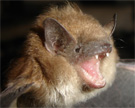 Close-Up View of a Bat
