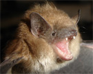 Bat close-up