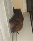 Bat hanging on Curtain.