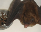 Bat removed from bath tub.