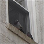 Nuisance pigeons gathering on a window ledge.