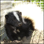 A young skunk caught, and ready for re-location.